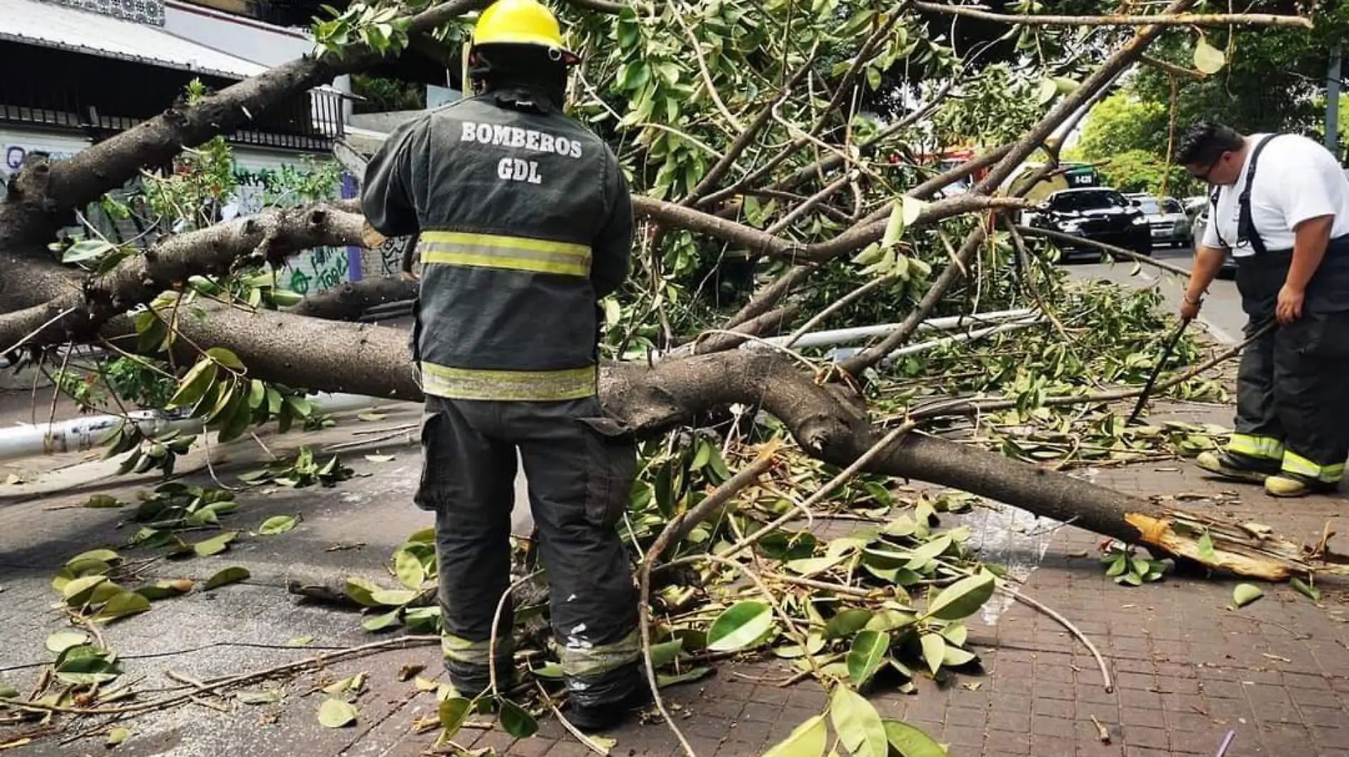 Árbol caído1